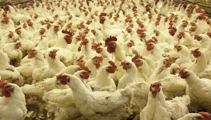 Poultry Farming With 50k-৫০ হাজার টাকা বিনিয়োগে শুরু করুন পোলট্রি ফার্মিং ব্যবসা, মাসে পান ১ লাখ