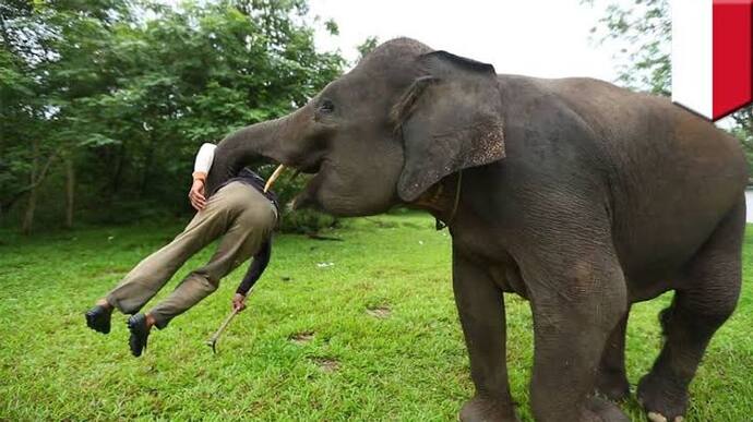 जंगली हाथी ने किया दंपति पर हमला, पति की मौत, पत्नी बाल-बाल बची
