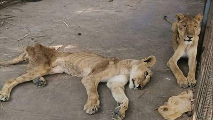 खाने के अभाव में सूखकर हड्डियों का ढांचा बने शेर, जान बचाने के लिए शुरू हुआ अभियान