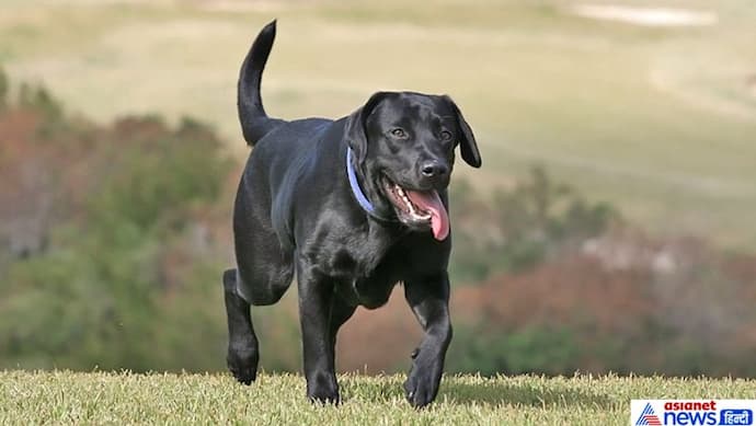 काला कुत्ता मरे तो समझें ये है शनि का प्रकोप, भविष्य में आने वाली मुसीबत का संकेत हो सकती है पालतू जानवरों की मृत्यु