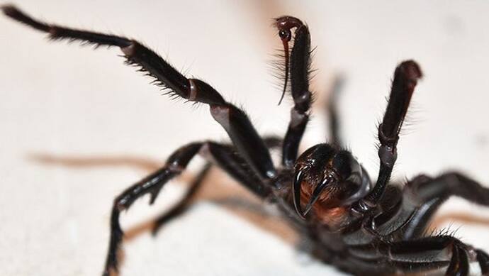 सिर्फ 15 मिनट में यह मकड़ी ले लेती है जान, बन गई है ऑस्ट्रेलिया की नई मुसीबत