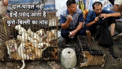 चीन का वो मार्केट, जहां खौलते पाने में उबाल रहे हैं कुत्तों को, फिर तंदूर में पका कर बेच रहे मीट