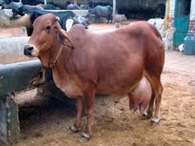 Fact Check: तिरुपति मंदिर में चढ़ता है 12 करोड़ की इस गाय का दूध, देती है 100 ली. दूध; जानें सच