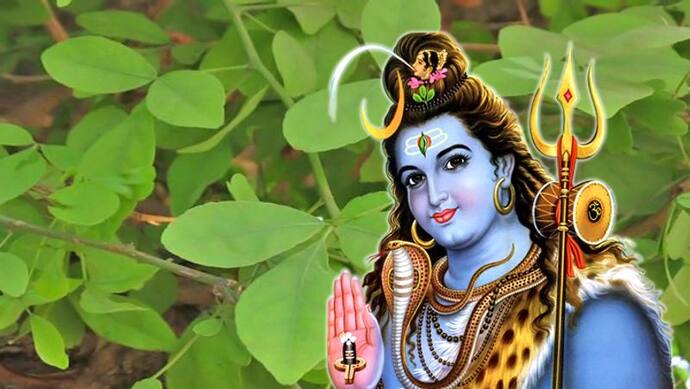 महाशिवरात्रि: भगवान शिव का ही स्वरूप है बिल्व वृक्ष, इसके पत्ते तोड़ते समय ध्यान रखें ये 5 बातें