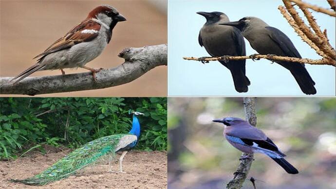 रिपोर्ट में दावा, भारतीय प्रजाति के 50 प्रतिशत पक्षियों के अस्तित्व पर है खतरा