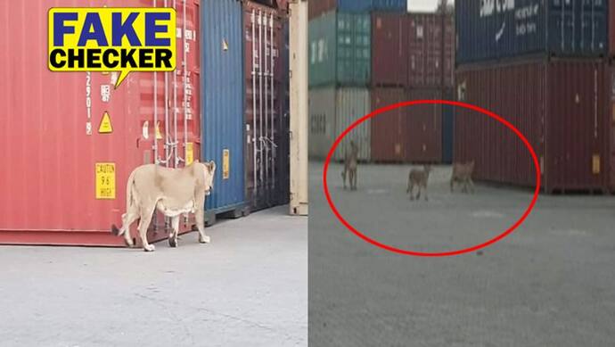 शहर में तीन बच्चों संग घुसे शेर ने मचाया आतंक, व्हाट्सएप पर तस्वीर देख डरे लोग लेकिन सच कुछ और