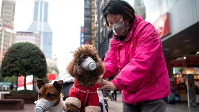 इंसानों के साथ कुत्तों का भी जीवन तबाह कर रहा कोरोना वायरस, हांगकांग में मालकिन से बिछड़ा पालतू कुत्ता