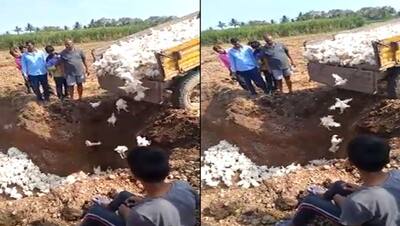 कोरोना वायरस का खौफः 6 हजार मुर्गियों को जिंदा दफनाया, वजह जान आप भी रह जाएंगे दंग