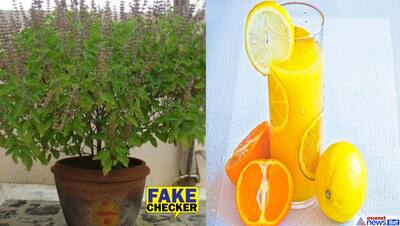 Fact Check. सिर्फ 1 बूंद तुलसी के रस से ठीक हो जाएगा कोरोना वायरस, नींबू संतरे का रस भी असरकारक