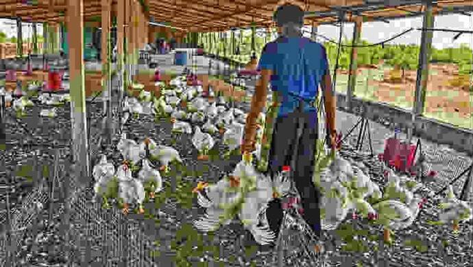 Corona Virus: पॉल्टी फॉर्म वाले ने फ्री में बांट दिए 5 हजार मुर्गे, लूटने के लिए लोगों में मची ऐसी होड़