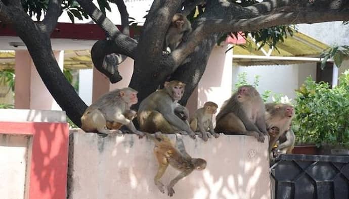 लाकडाउन में भूख से परेशान हैं बंदर, खाने को नहीं मिल रहा तो कर रहे हमला