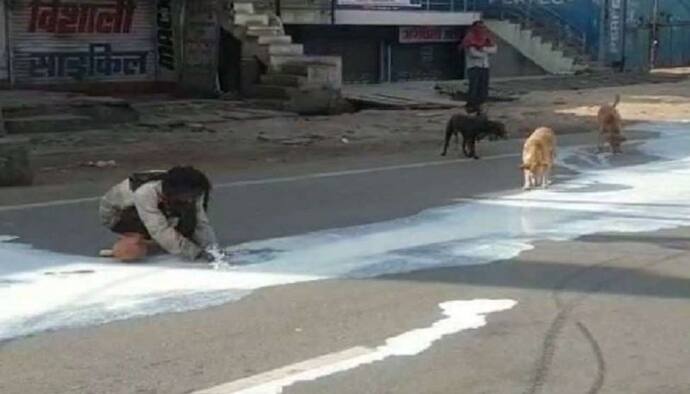 बीच सड़क पर बिखरा दूध; जानवरों के साथ भूखा इंसान भी टूट पड़ा, बर्तन में भरने लगा दूध