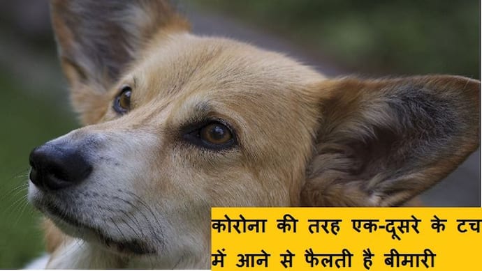 अब कुत्तों में फैली रहस्यमय बीमारी, कमर से हो जा रहे अपंग; अब तक 15 से ज्यादा की मौत