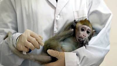 इस देश ने बनाई कोरोना वायरस की वैक्सीन, बंदरों पर हुआ सफल ट्रायल, अब इंसानों पर चल रहा परीक्षण