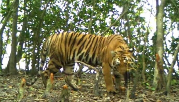 Number of Royal Bengal Tiger increases in sundarbans