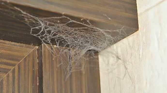 spider web in house