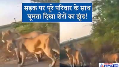 लॉकडाउन में दिल्ली की सड़कों पर मस्त घूमता दिखा शेरों का झुंड, वायरल हुआ वीडियो लेकिन सच कुछ और