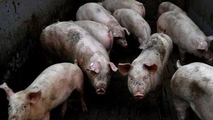 कोरोना के बाद देश के इस हिस्से में फैली नई बीमारी, 14,000 सूअरों की मौत हो गई, खतरे में लोगों की जान