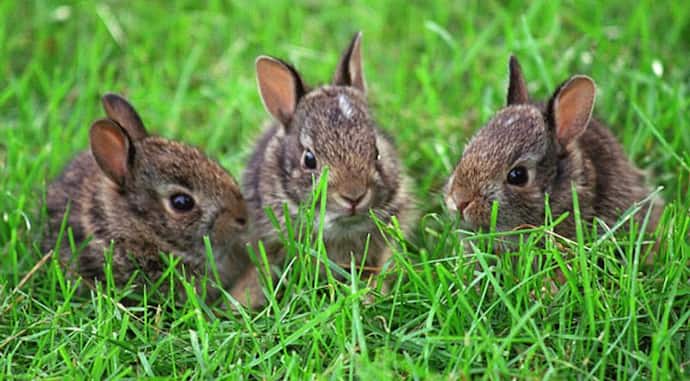 दुनियाभर में रैबिट आइलैंड के नाम से चर्चित है यह टापू, मशहूर हैं खरगोश से जुड़े रोचक किस्से