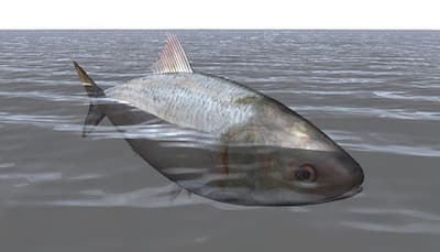 लॉकडाउन में बदल गया गंगा के पानी का रंग, कोरोना काल में वापस आईं 7 प्रजाति की मछलियां