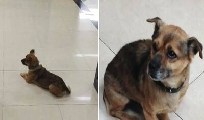 5 दिन के अंदर ही शख्स ने कोरोना से तोड़ दिया था दम, 3 महीने से अस्पताल के बाहर इंतजार में बैठा है कुत्ता