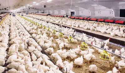 अब फैलेगा कोरोना से भी 100 गुना खतरनाक वायरस, मुर्गियां ले लेगी आधी आबादी की जान