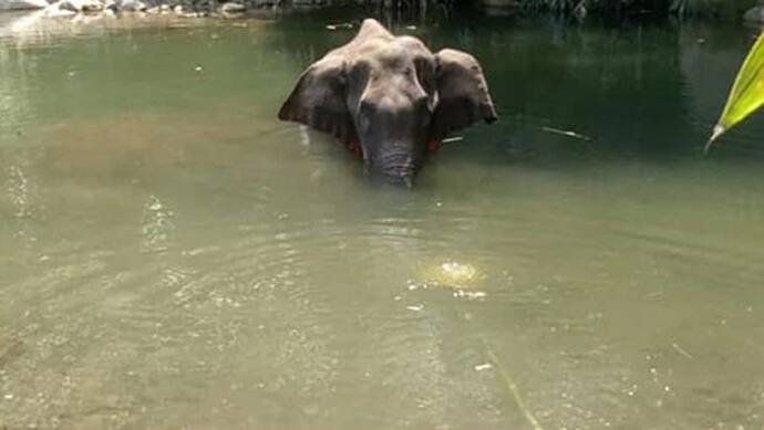 शर्मनाक: प्रेग्नेंट मादा हाथी को पटाखों से भरा अनानास खिलाया, मुंह में फटे; नदी में खड़े खड़े हुई मौत
