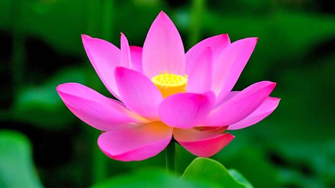 धार्मिक कामों में कमल के फूल का अधिक महत्व क्यों है? जानिए इस फूल से जुड़ी खास बातें