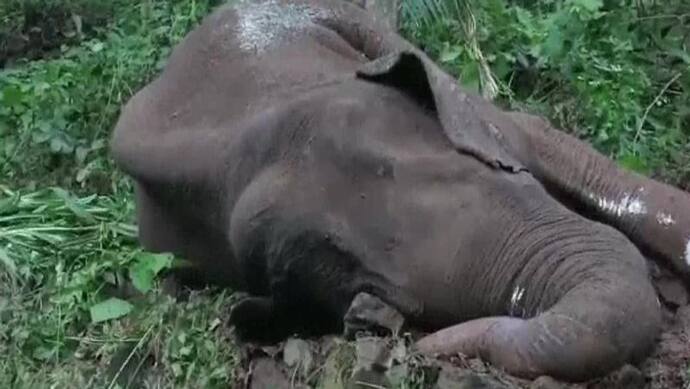 प्रेग्नेंट हथिनी के मौत के बाद 10 दिन के भीतर एक और हाथी ने तोड़ा दम, कई दिनों से था घायल