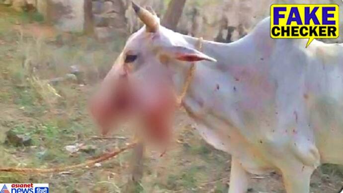 Fact Check: सामने आया विस्फोट से घायल हुई गाय की दर्दनाक तस्वीरों का सच, 5 साल पुरानी घटना से बनाया बेवकूफ