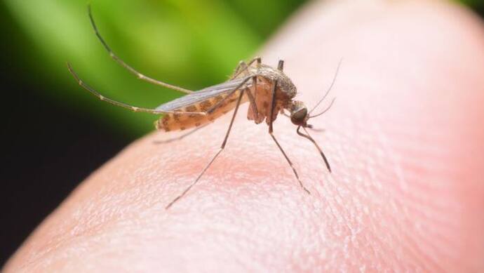 लॉकडाउन में हैं मच्छरों से परेशान, इन तीन तरीकों से मच्छरों को रखें ऑफिस से दूर