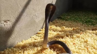 कुरकुरे खाने पहुंचा ब्लैक कोबरा, डरने की बजाए लोग हुए खुश और बनाने लगे वीडियो