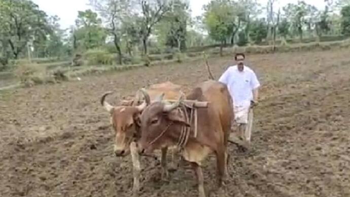यही असली धरती पुत्र: हल-बैल लेकर खेत की जुताई करने पहुंचे BJP सांसद, माटी को प्रणाम कर चलाने लगे हल