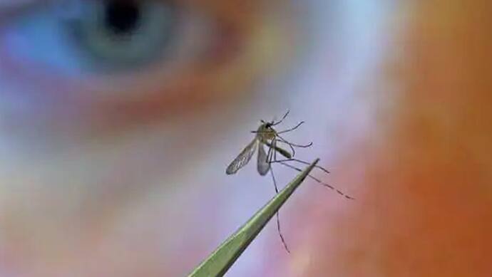मच्छरों का आतंक : दुनिया का सबसे खतरनाक प्राणी है मच्छर, जानिए कैसे फैलाता है बीमारियां