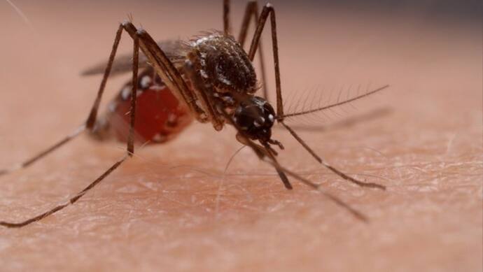 मच्छरों का आतंक: बारिश के साथ बढ़ रहा चिकनगुनिया का खतरा, लक्षण से इलाज तक जानिए सब कुछ
