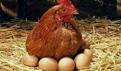 मुर्गी को महिला की तरह शुरू हुई प्रसव पीड़ा, छटपटाते हुए गर्भ से अंडा नहीं, सीधे बाहर निकाला बच्चा