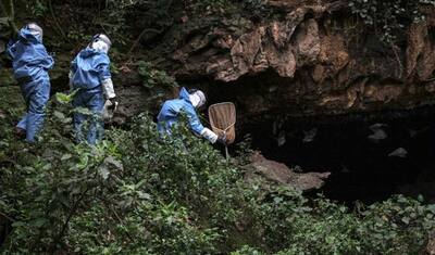 खुलासा: 7 साल पहले चीन में हुई थी कोरोना से पहली मौत, चमगादड़ों की गुफा से चुनकर लाया गया था वायरस
