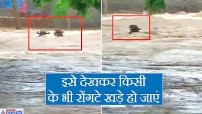 गुजरात में बारिश का कहर: बाढ़ इतनी भयानक कि जिंदा बह गए मवेशी, सामने आईं तबाही की खतरनाक तस्वीरें...