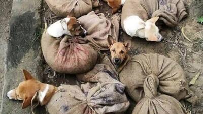हर साल 30 हजार कुत्ते चट कर जाते हैं इस राज्य के लोग, खुलेआम 50-4000 रुपए तक में मिलता है मीट