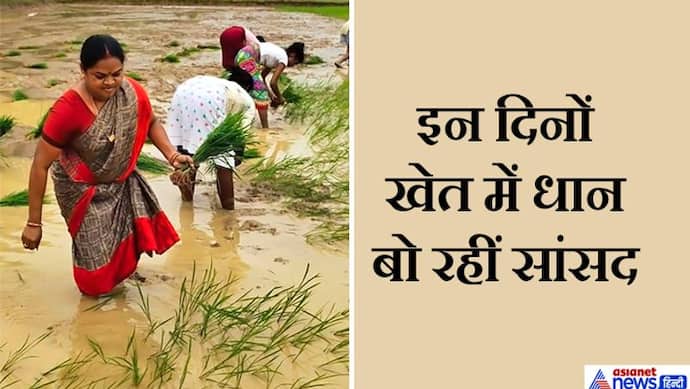 ये हैं कांग्रेस की राज्यसभा सांसद, इन दिनों राजनीति से दूर अपने खेतों में धान बुआई कर रही हैं