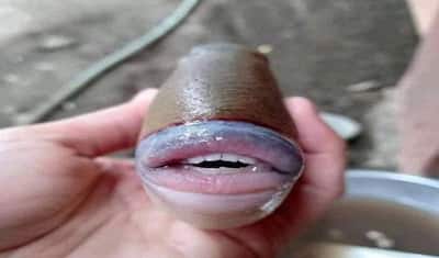 खूबसूरत लड़की के होंठ समझ ना चूमें इस मछली को, नुकीले दांतों से काट-काटकर चबा जाएगी मुंह