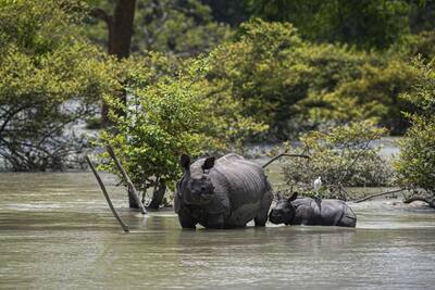 जानवरों पर कहर बनकर टूटी बारिश...काजीरंगा पार्क में 82 हिरण, 9 गैंडों समेत 108 की हुई मौत