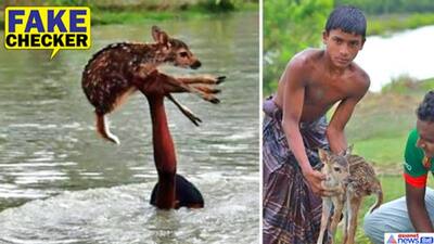 असम बाढ़ में रियल बाहुबली ने जान पर खेलकर बचाया हिरन का बच्चा? कुछ और है इन वायरल तस्वीरों का सच