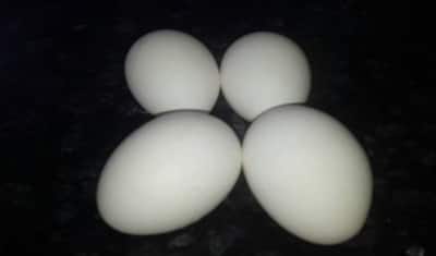 सिर्फ 20 रुपये में बनाएं 4 सौ रूपये किलो वाला पनीर, दूध नहीं, मुर्गी के अंडे से घर पर होगा तैयार
