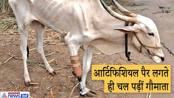 विकलांग गाय को देखकर इमोशनल हुआ फार्मासिस्ट, ठान लिया था कि गोमाता को उसने पैरों पर खड़ा करके रहेगा