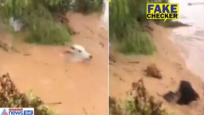 बाढ़ में बह गए गाय-भैंस सहित सैकड़ों जानवर...केरल के नाम वायरल हुआ वीडियो, जानें सच्चाई