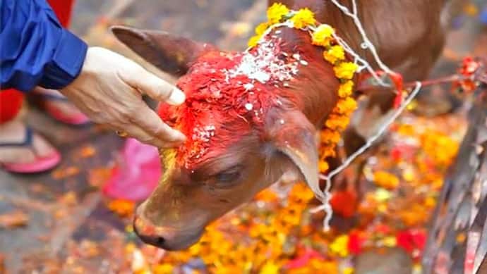 गोवत्स द्वादशी पर करें गायों की पूजा, जानिए गायों को पवित्र मानने का वैज्ञानिक कारण