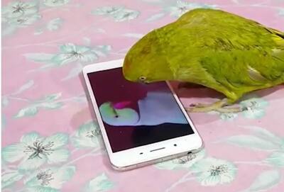 ये अनोखा है तोता, चलाता है एंड्राइड मोबाइल,चोंच मार कर निकाल लेता है  YouTube से अपना पसंदीदा शो