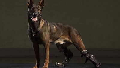 इस कुत्ते ने अलकायदा के आतंकियों से लिया लोहा, बचा ली अपने सैनिकों की जान; अब मिलेगा सबसे बड़ा सम्मान