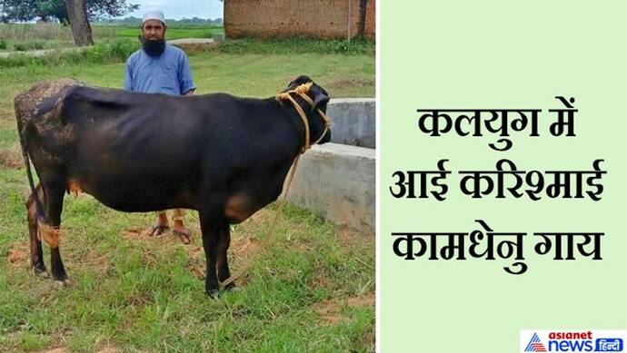 कुदरत का गजब करिश्मा: अब्दुल की इस अनोखी गाय को हर कोई खरीदना चाहता, चमत्कार देख डॉक्टर भी हैरान